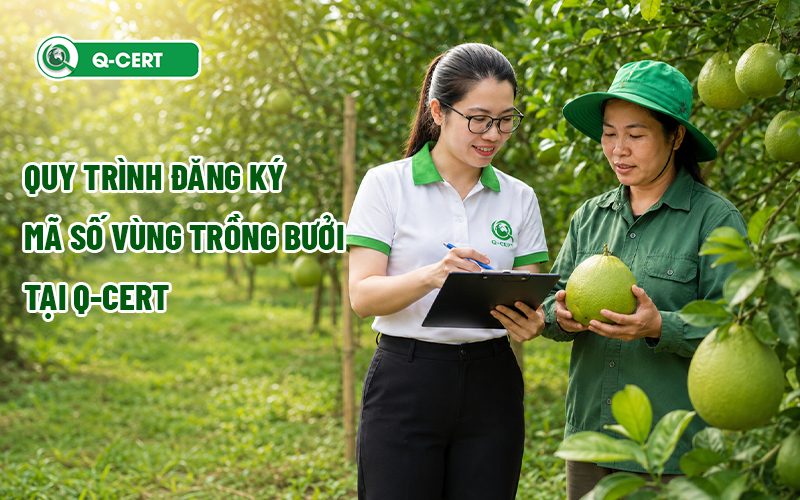 Quy trình đăng ký mã số vùng trồng bưởi tại Q-CERT
