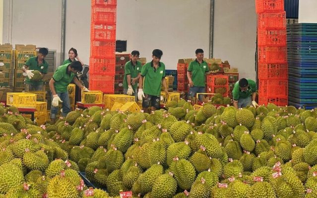Các phương pháp phân loại nông sản sau thu hoạch phổ biến