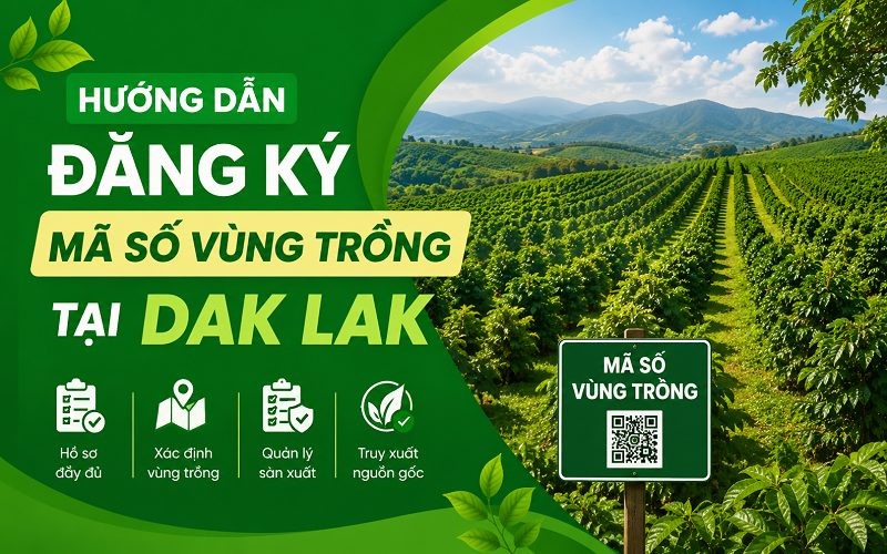 Hướng dẫn đăng ký mã số vùng trồng tại Dak Lak