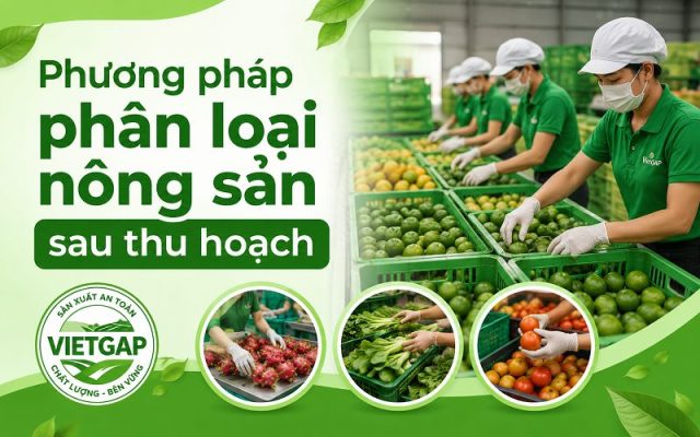 Phương pháp phân loại nông sản sau thu hoạch