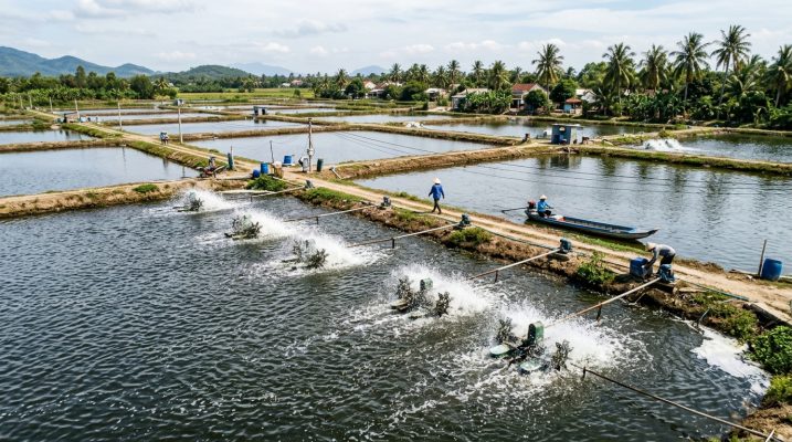 Trang trại nuôi cá rô phi đạt chuẩn VietGAP Thủ tục xuất khẩu cá rô phi vùng nuôi cá rô phi thương phẩm đạt chuẩn VietGAP