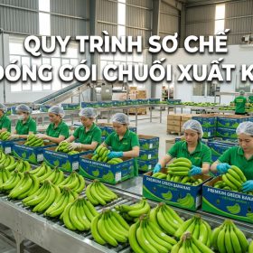 Quy Trình Sơ Chế Và Đóng Gói Chuối Xuất Khẩu Chuẩn Quốc Tế
