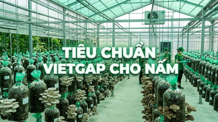 Tiêu chuẩn vietgap cho nấm