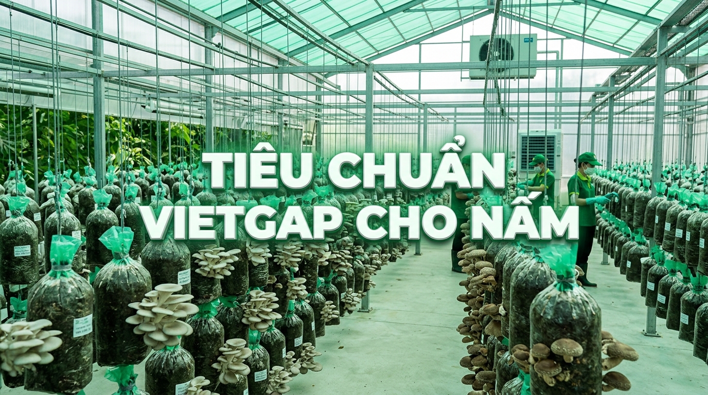 Tiêu chuẩn vietgap cho nấm